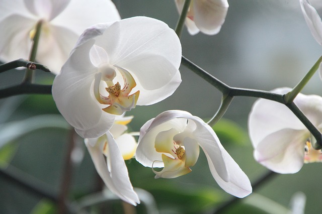 Orchids are generally non-toxic to dogs.