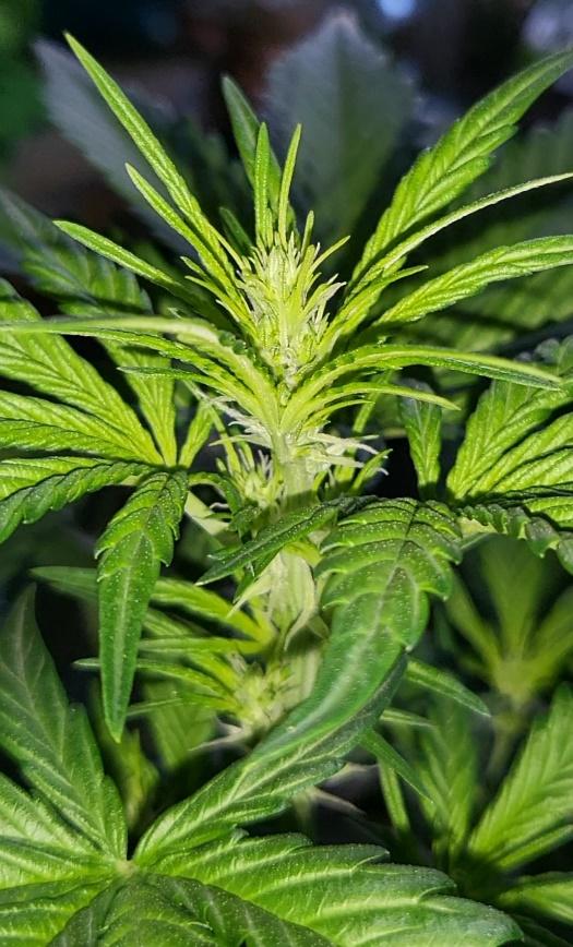 fioritura pianta di cannabis