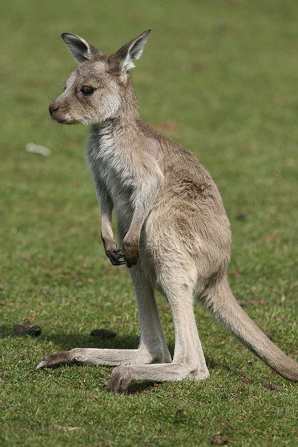 Image result for Australia baby kangaroos