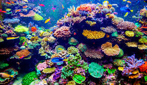 Image result for the great barrier reef