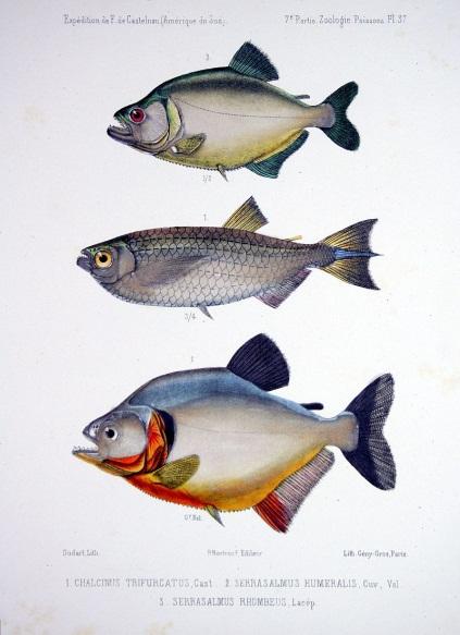 F de Castelnau-poissonsPl37.jpg