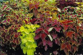 :Plant Images:Coleus.jpg