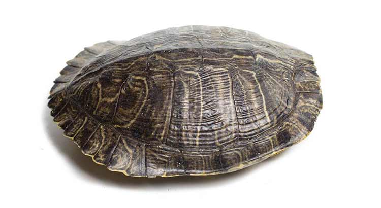 Turtle shell. Дальневосточная черепаха на белом фоне. Максфрант Turtle-Shell. Tortoise Shell.