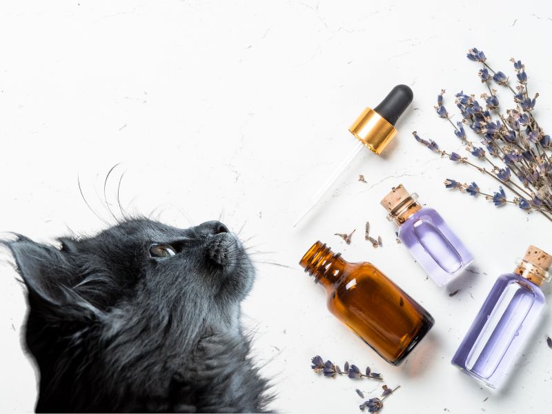 friendly-essential-oils-for-cats