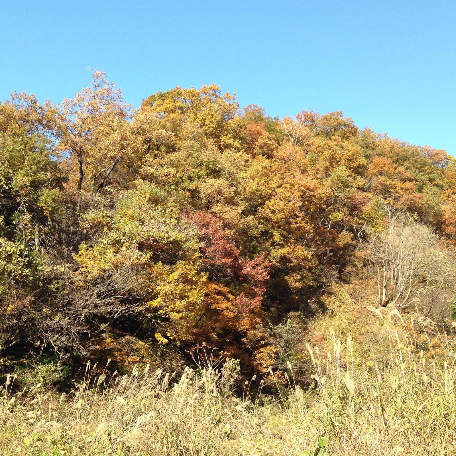 山の紅葉