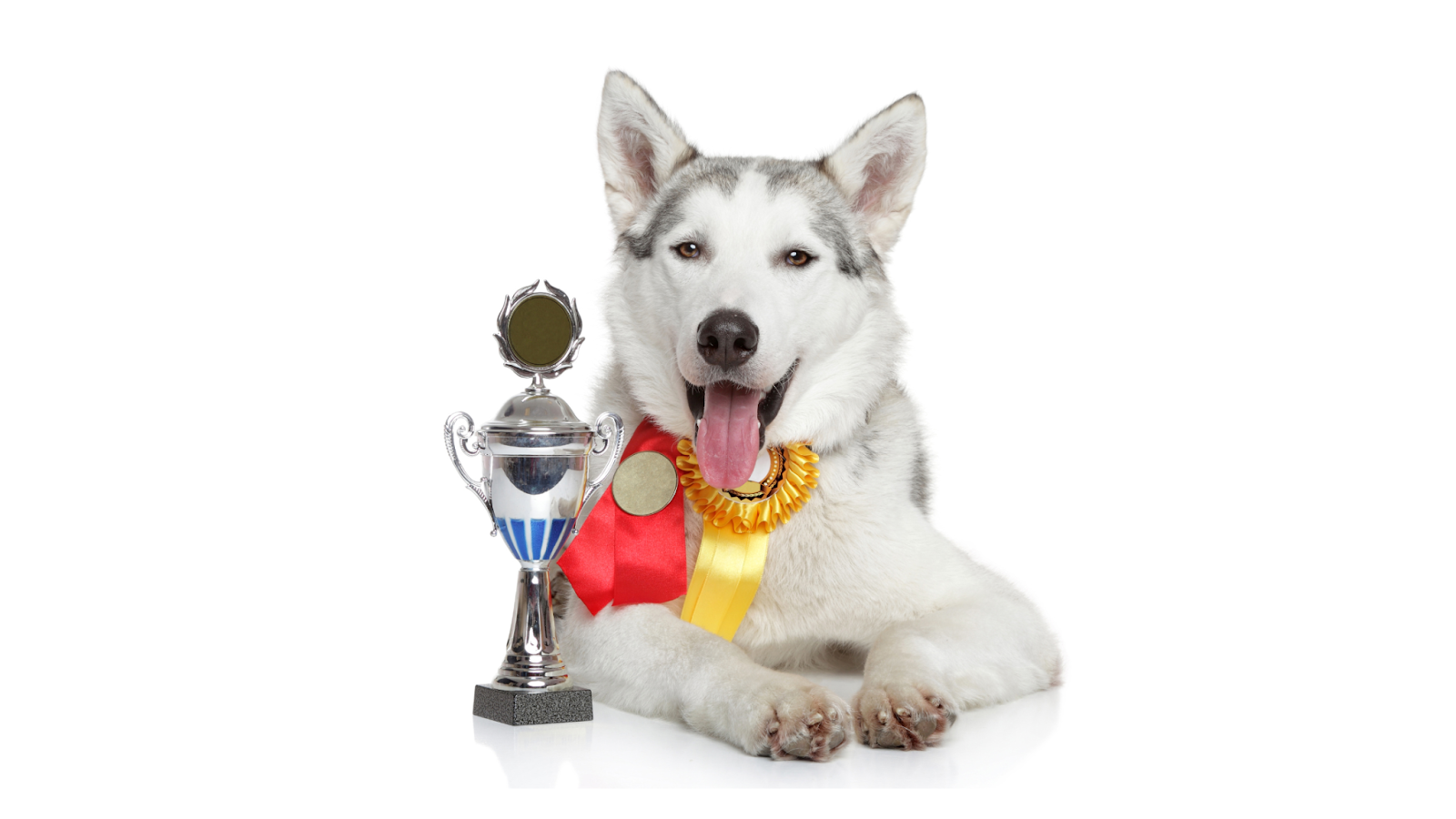 champion dog with awards