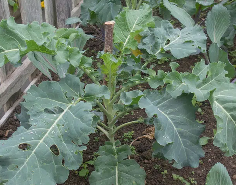 vegetative stage of broccoli plant 