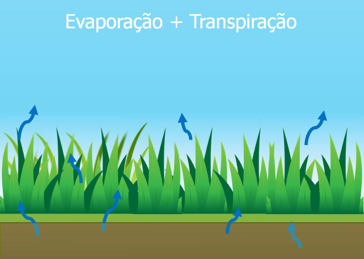 Evapotranspiração real (ETR)
