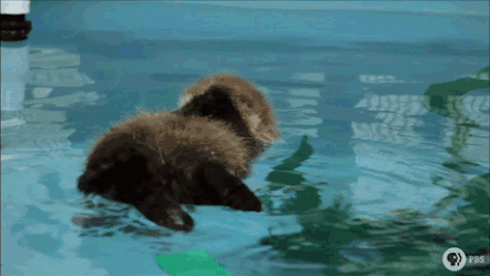 baby otter swimming on the back