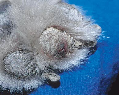 Hyperkeratosis of the pads of a Siberian Husky presenting with zinc responsive dermatosis; note the cracking on one of the pads