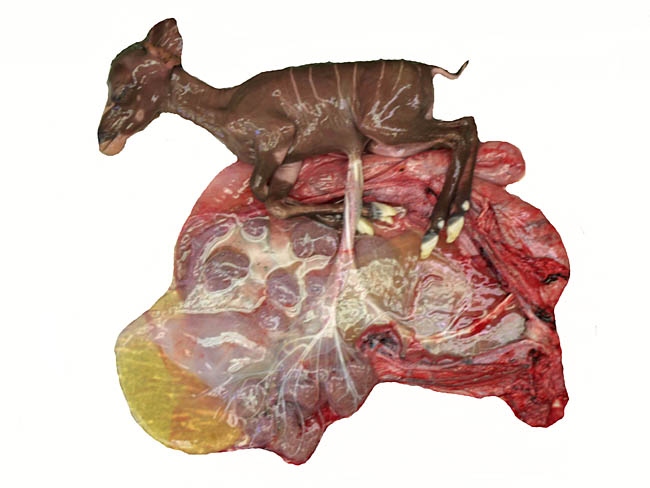 Opened uterus with cervix at bottom right