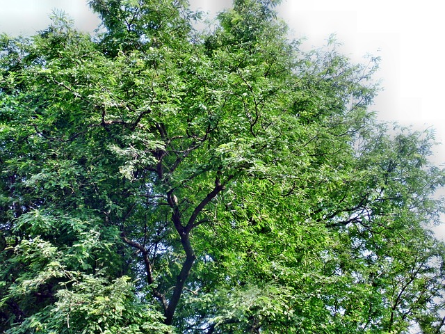 trees name in hindi