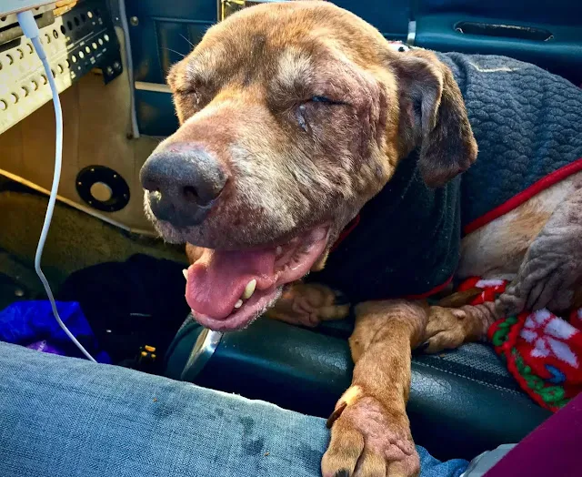 Pilot, Terminal shelter dog, 400 miles, Reunite, Loving family, Final days
