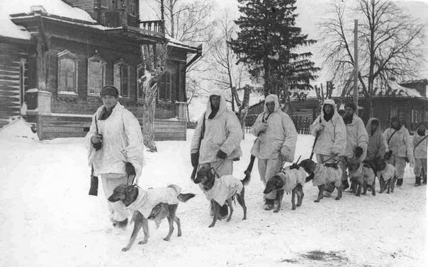 Бойцы 1-го армейского отряда собак-истребителей танков идут на выполнение боевого задания. Декабрь 1941 года.