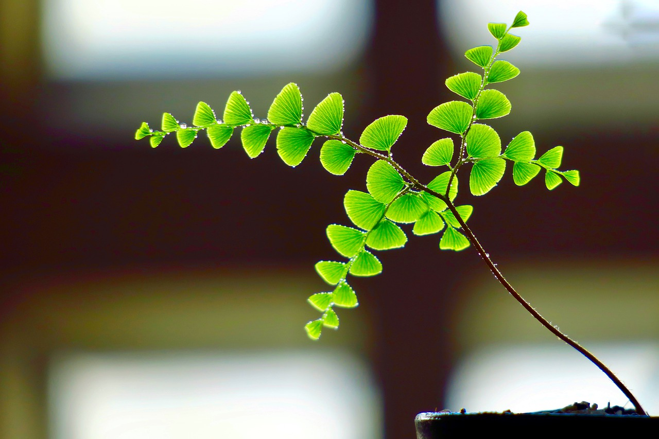 11 Best Plants For Office With No Windows (#1 Is Our Favorite)