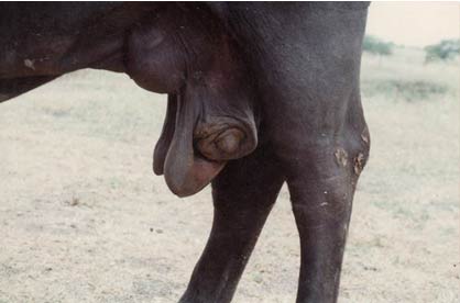 Chronic mastitis in a buffalo, note the regressing teat.