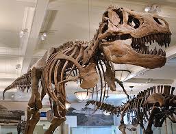 Image result for natural history museum