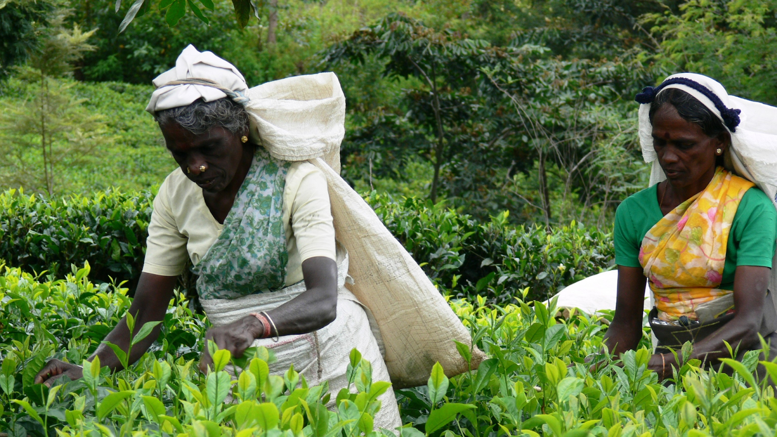 Thu hoạch trà tại Sri Lanka link
