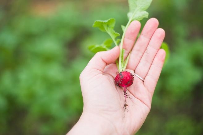 Free Agriculture Radish photo and picture