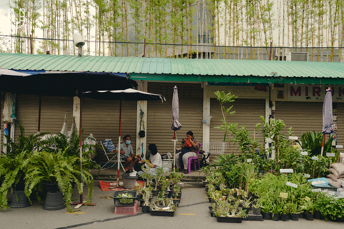 swap & go ‘ตลาดต้นไม้ ตลาดนัดจตุจักร’ ศูนย์รวมต้นไม้จากทั่วไทยมาไว้ใจกลางกรุง 