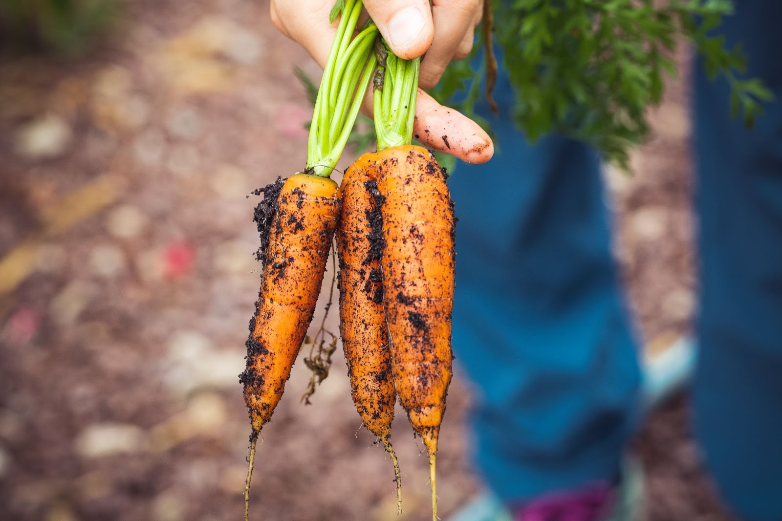 Imagem de comida orgânica com cenouras recém-colhidas
