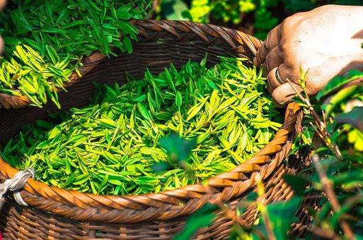 Tea, Leaf, China, Green, Tea Leaves