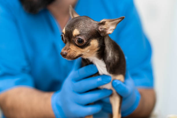 What to Do If Your Chihuahua Doesn't Have Appetite