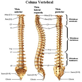 Coluna vertebral 
