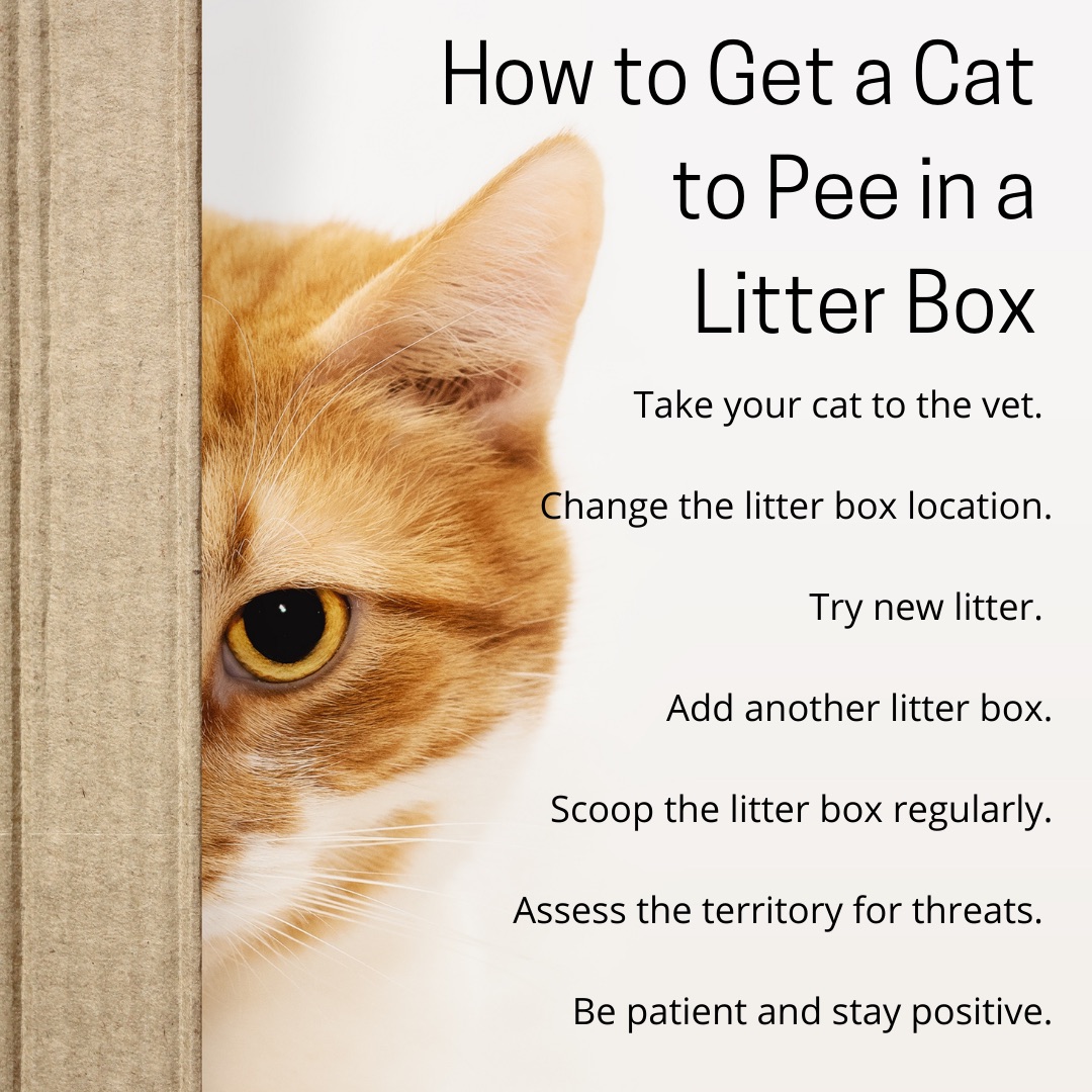 How to Get a Cat to Pee in a Litter Box