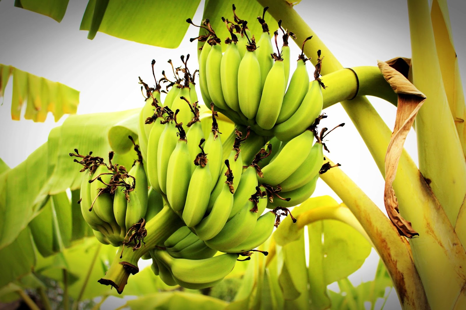 factors that affect the fruit production of banana trees