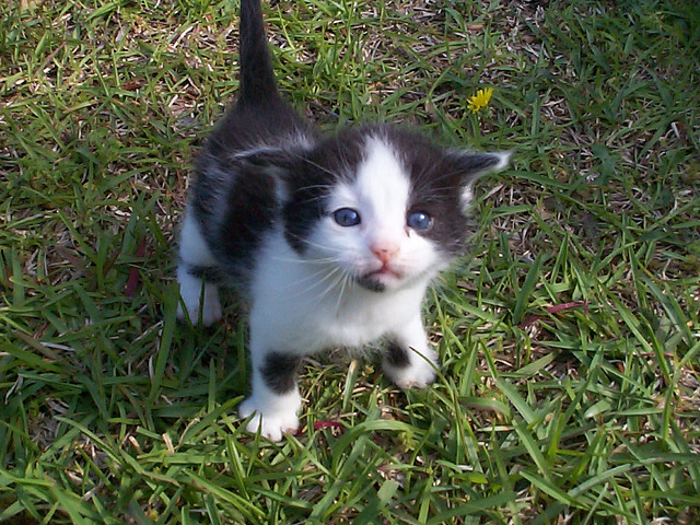 Perhaps the cutest kitten in