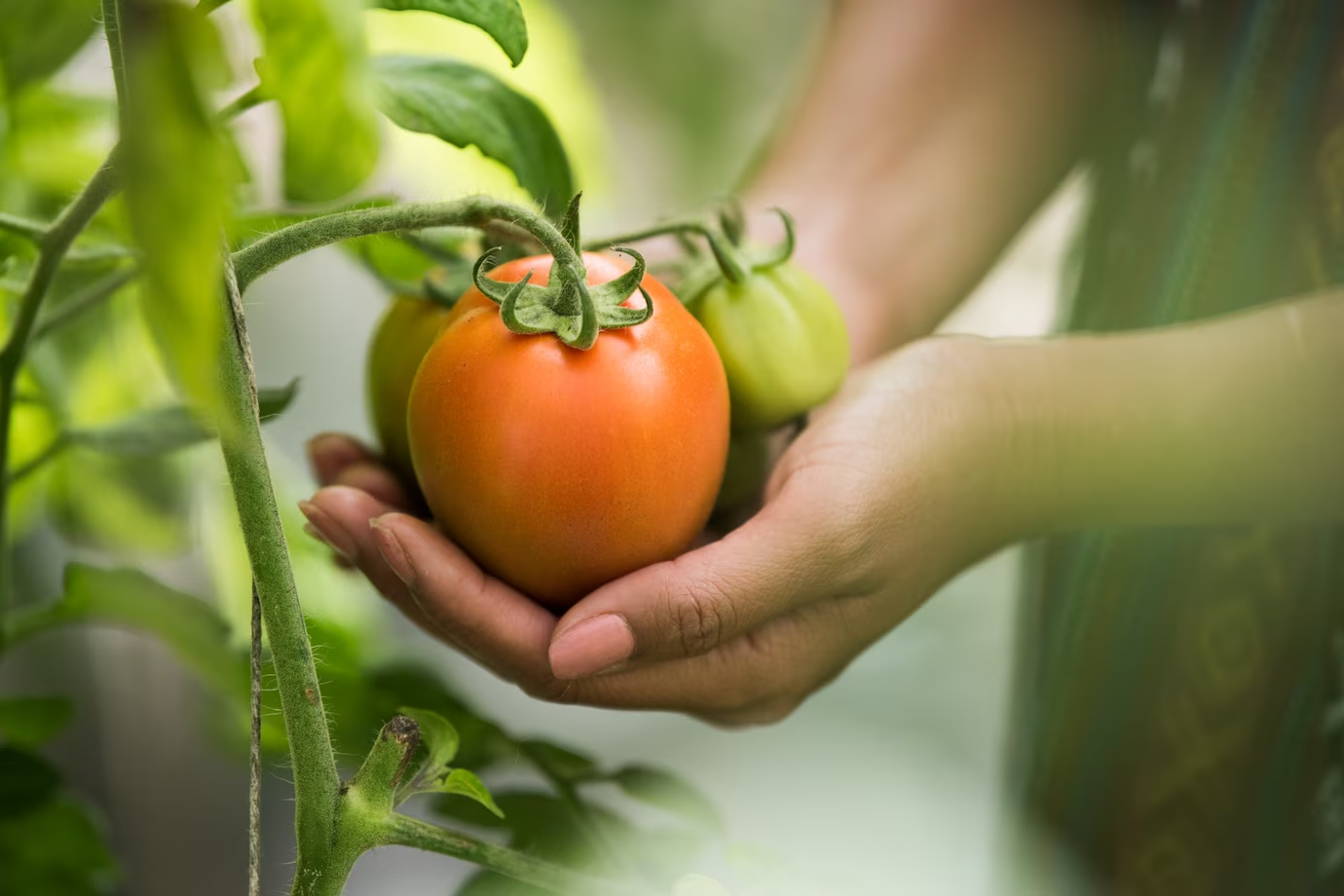 Growing own vegetables