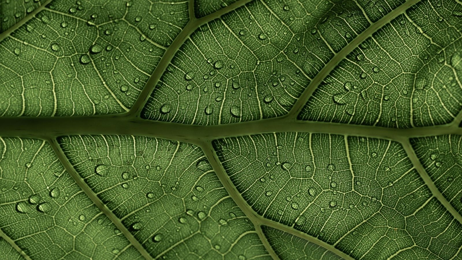 A close up of a leaf displaying veins and water droplets, a photosynthesis concept