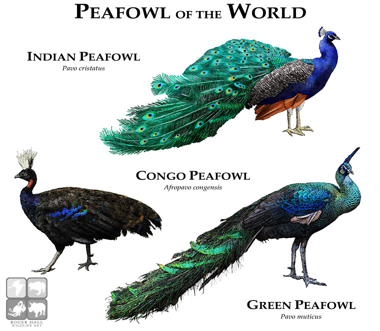 Peafowl - NextIAS