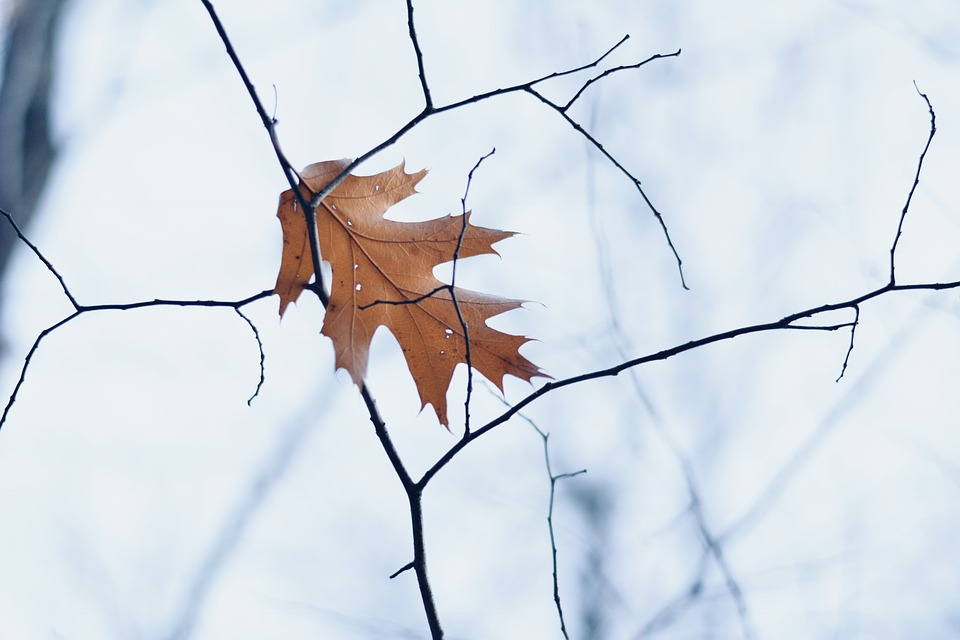 En automne les cheveux tombent comme des feuilles mortes