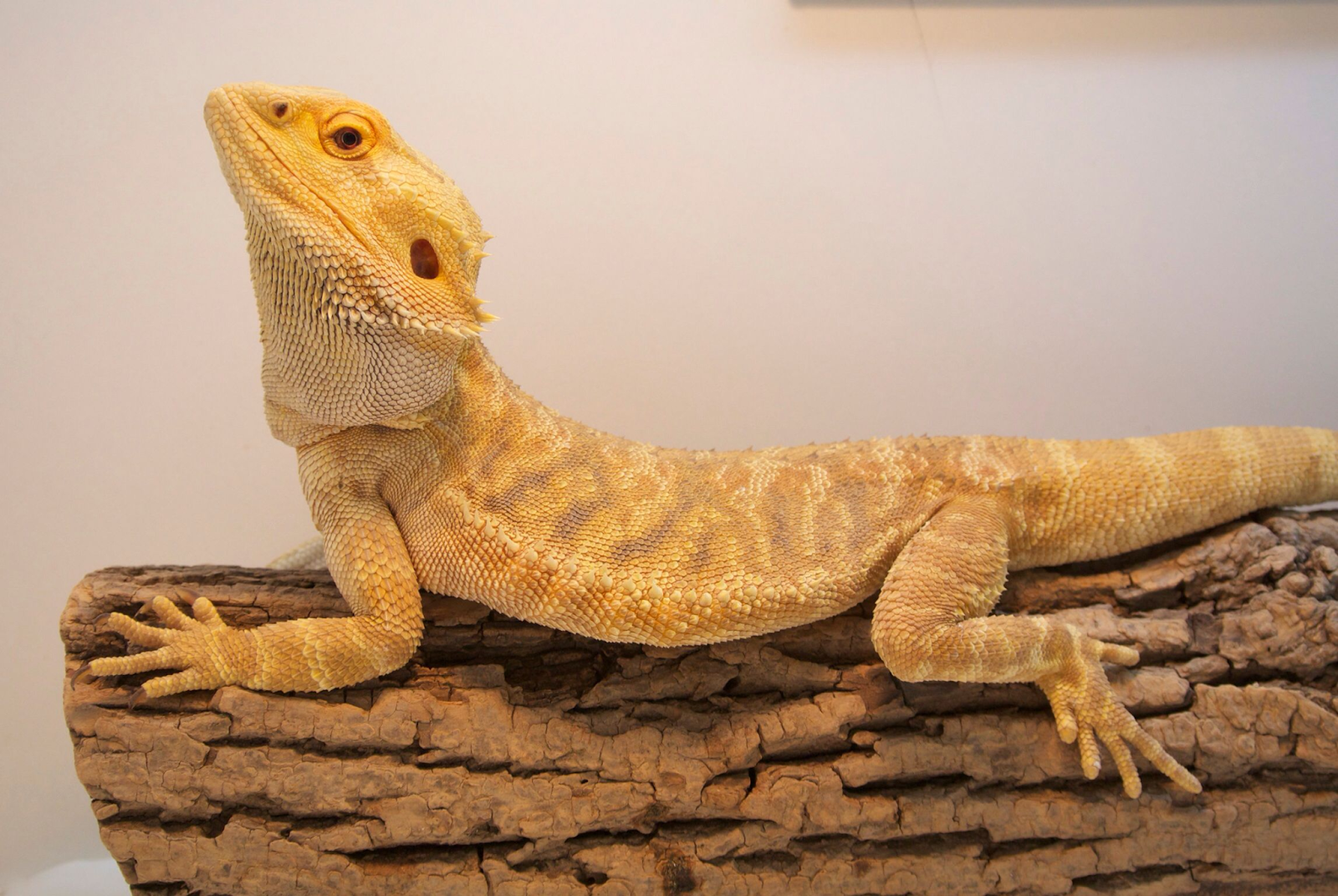 Yellow Bearded Dragons