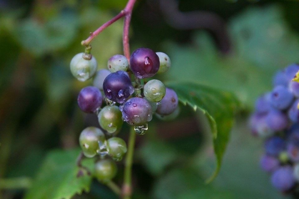 Wild Grapes, Vine, Dew, Dewdrops, Droplets, Wet, Plant