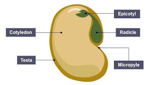 Image result for Structure of seeds