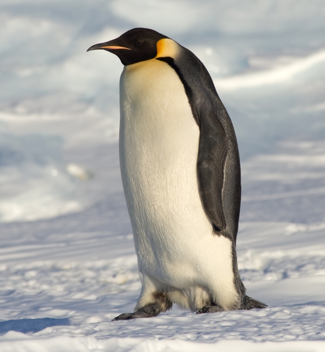 Image result for empire penguin