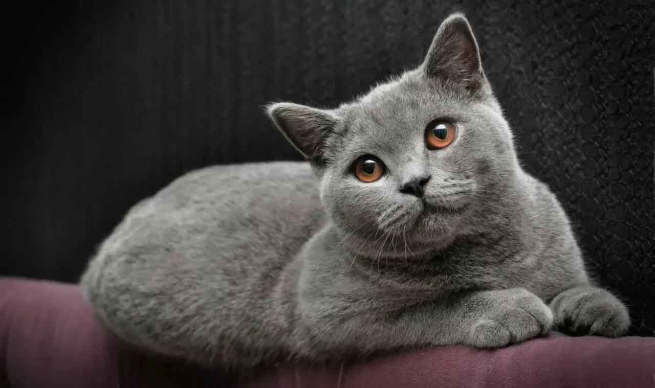 Top 7 Rare Cat Breeds in The World