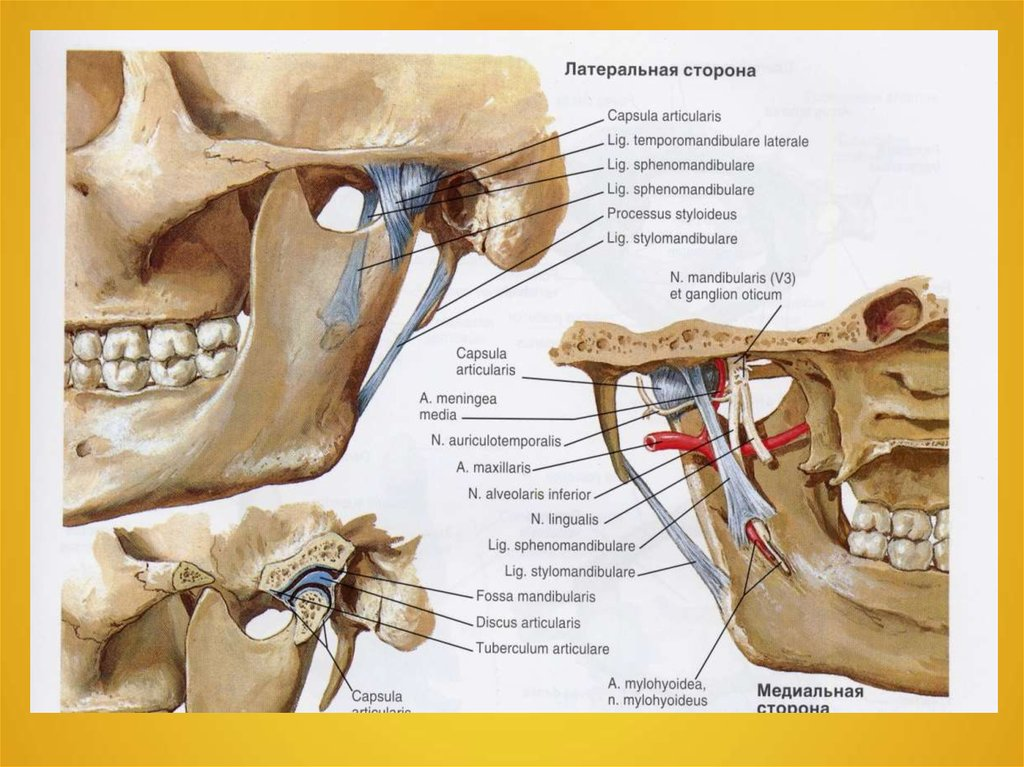 Мыщелок челюсти. Синовиальная мембрана височно нижнечелюстного сустава. Височно-нижнечелюстной сустав анатомия строение. Связочный аппарат ВНЧС. ВНЧС анатомия строение анатомия.