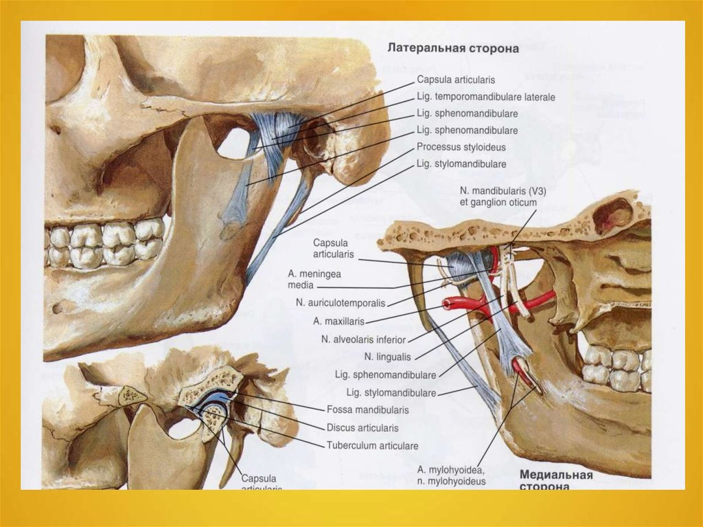 Область внчс. Синовиальная мембрана височно нижнечелюстного сустава. Височно-нижнечелюстной сустав анатомия строение. Связочный аппарат ВНЧС. ВНЧС анатомия строение анатомия.