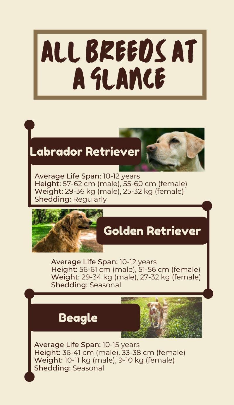 Top family Friendly dog breeds.