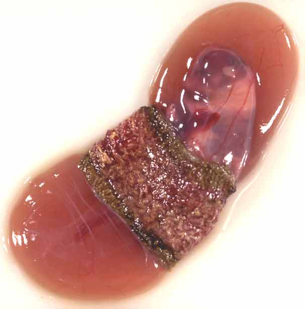 Feto de Beagle en el día 44, mostrándolo dentro de la membrana coriónica intacta y rodeado por fluido alantoideo