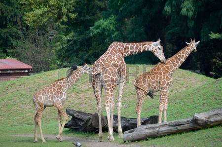 Image result for pics of animals at the wroclaw zoo