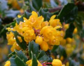 barberry flowers