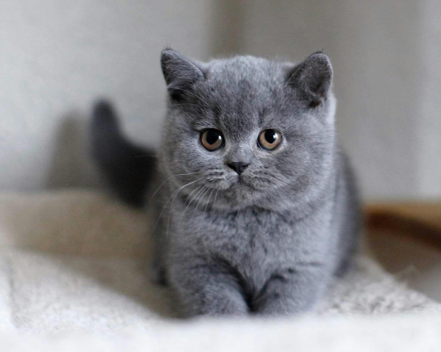 Blue British Shorthair Cat Care - wide 10