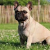  French Bulldog For Sale Near Me