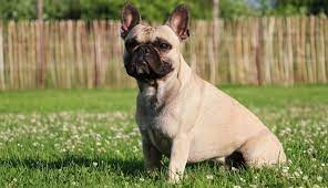  French Bulldog For Sale Near Me