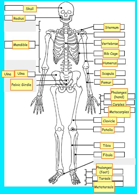 Skeletal System Danielle.jpg